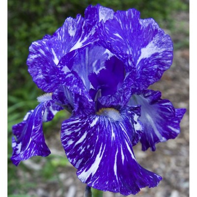 batik-iris vyrez